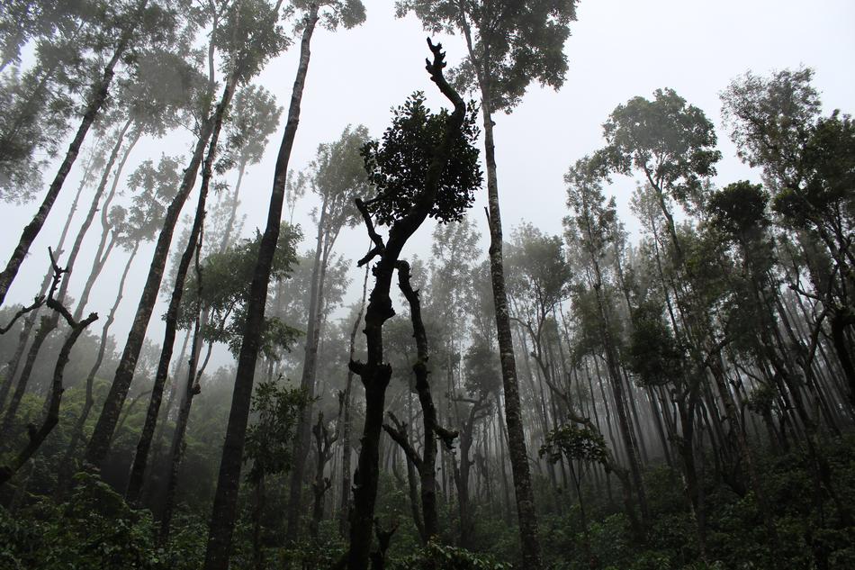 long trees in the fog