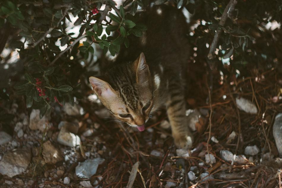 kitten in the park
