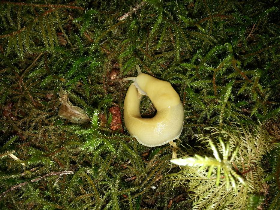 Banana Slug Rainforest