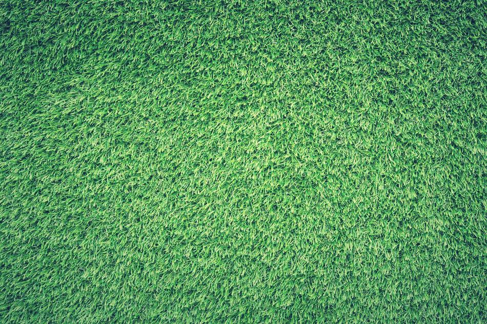 Field Grass Green as background