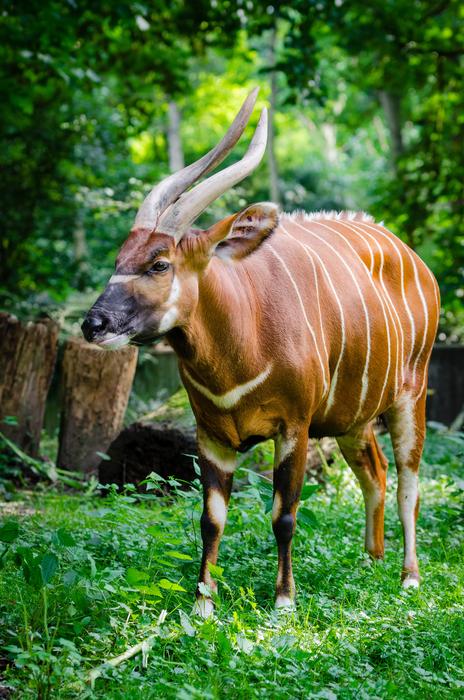 Animal Antelope Bongo