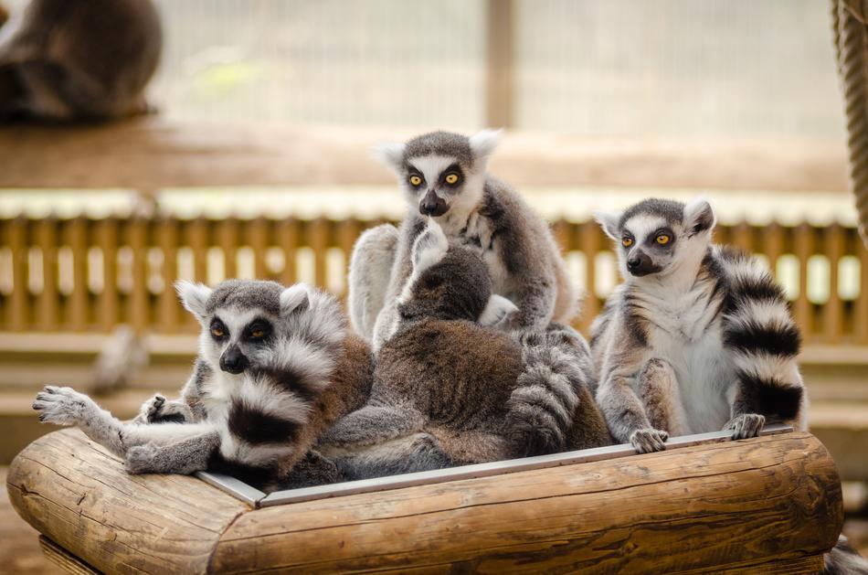 Animals Furry Lemur