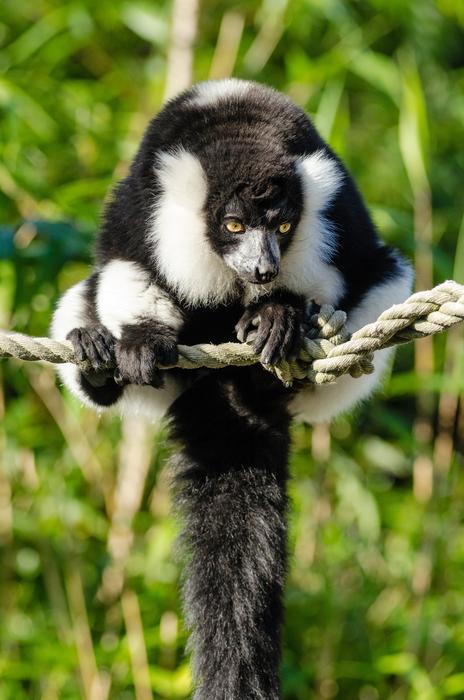 Beautiful and cute, black and white, furry lemur on the rope, among the green plants