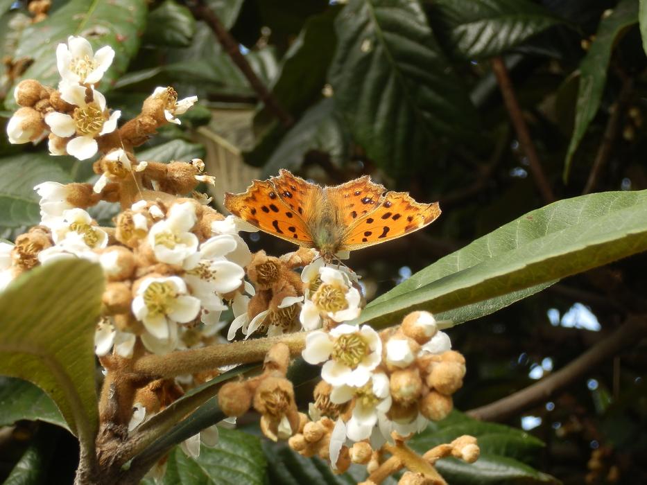 nymphalidae kitateha butterfly