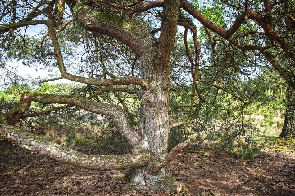 Pine Heathland Nature Reserve Maas