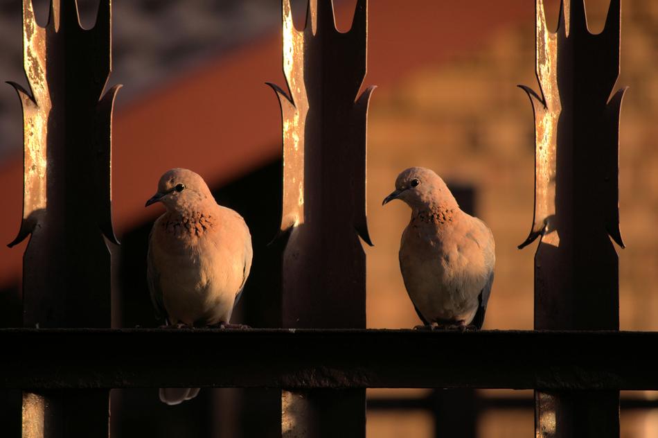 Pigeons Doves Birds