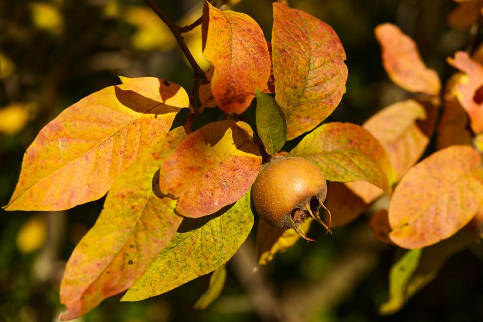 Medlar Fruit Winter