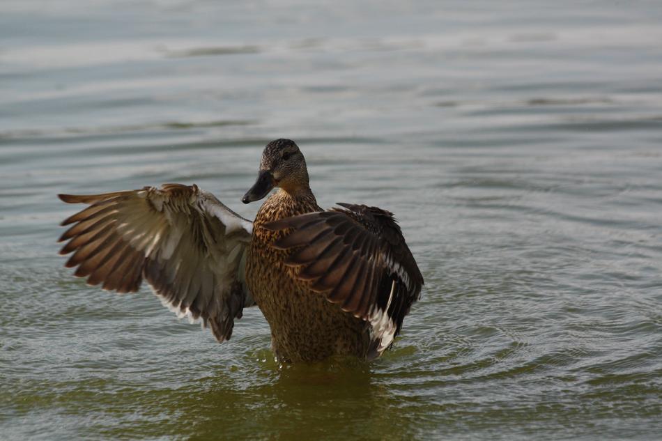 Iron Duck Bird Water Animals
