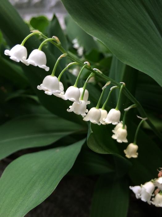 Lily Of The Valley Flowers White