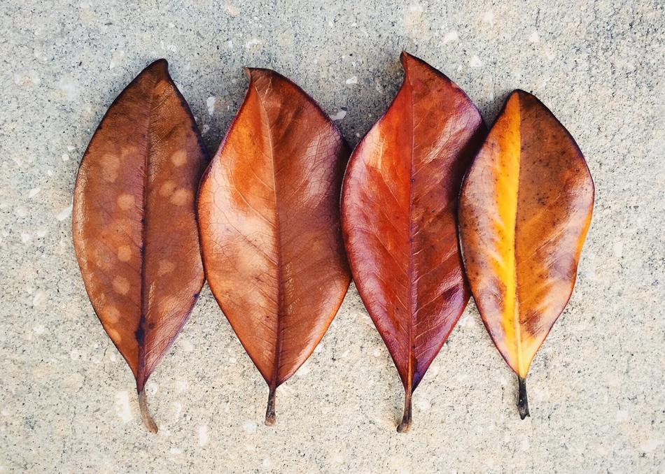 Leaf Leaves Fall Autumn