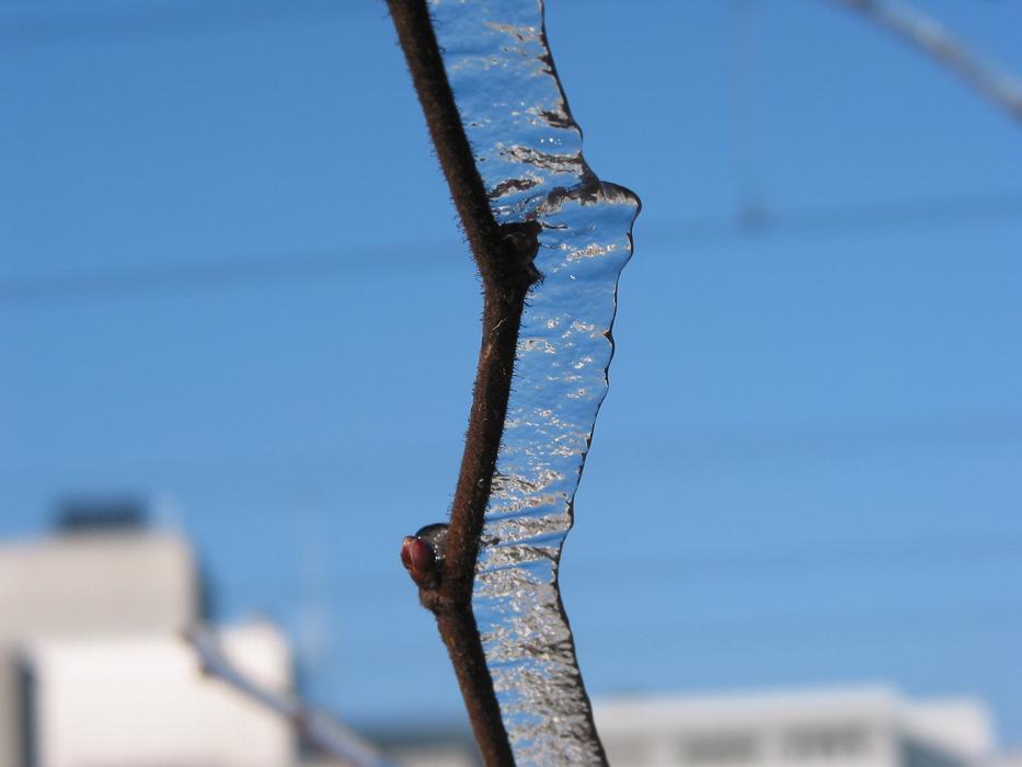 ice on a branch