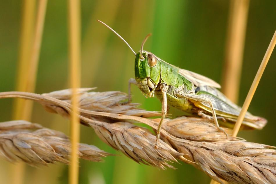Desert Locust Insect Macro