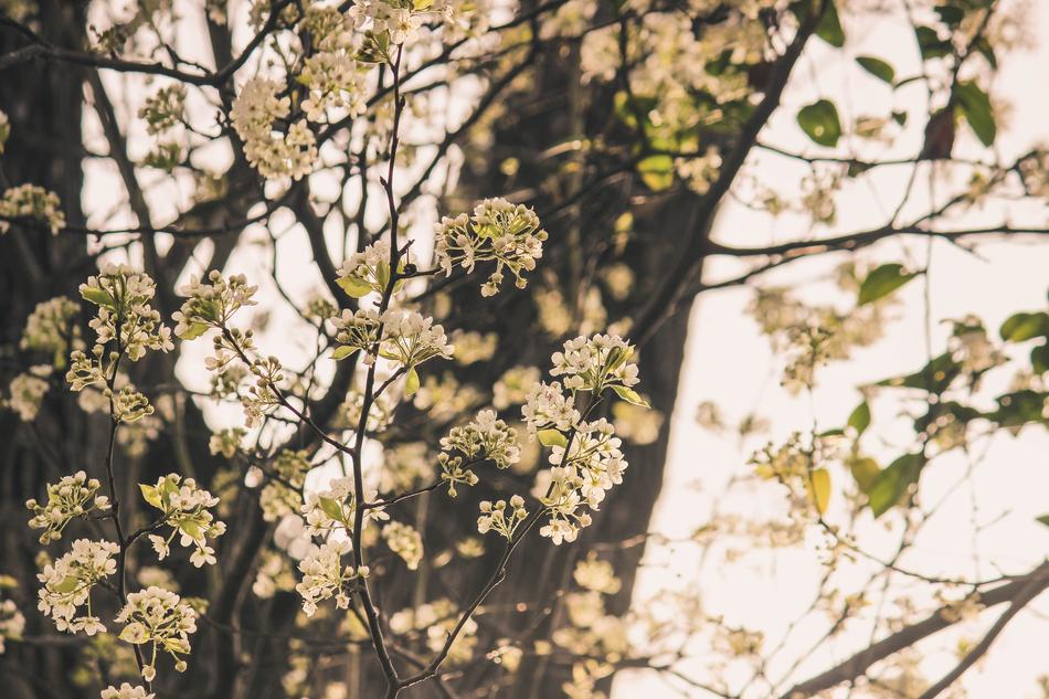 Budding Tree Floral White