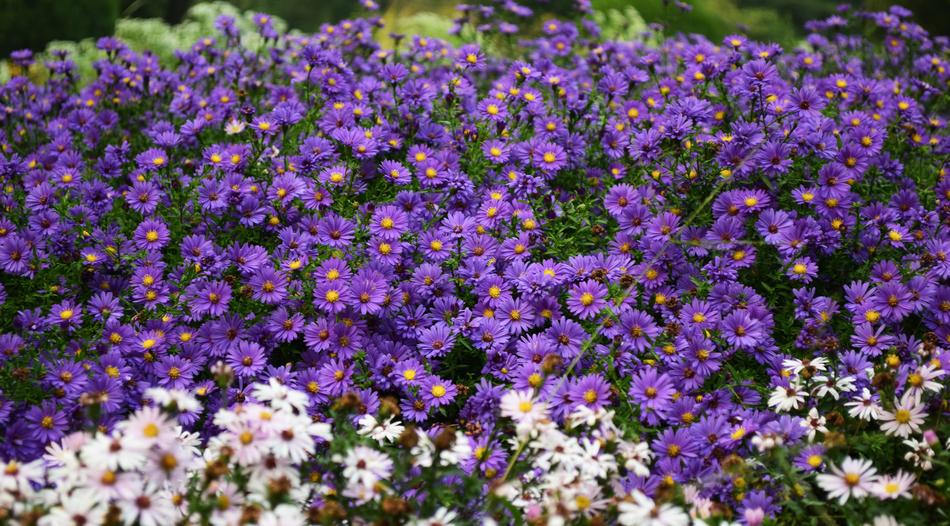 beautiful flowers on the bushes in the garden