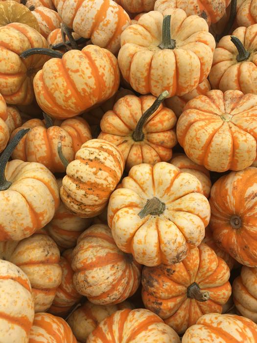 many pumpkin harvests