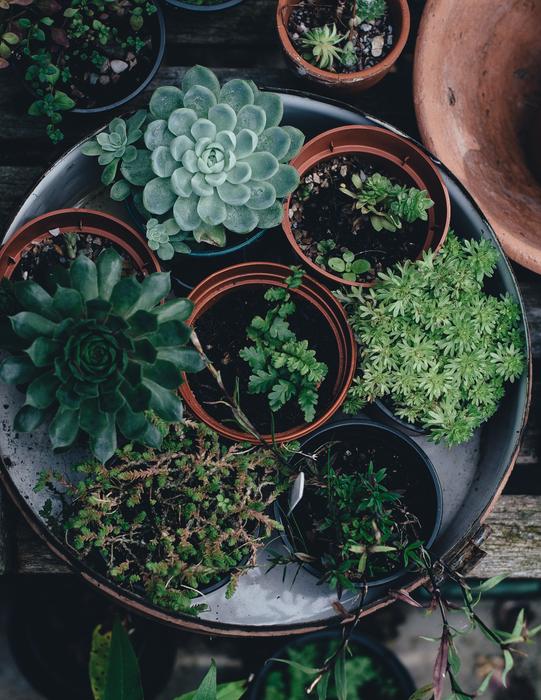 Flora Flower Pots Plants