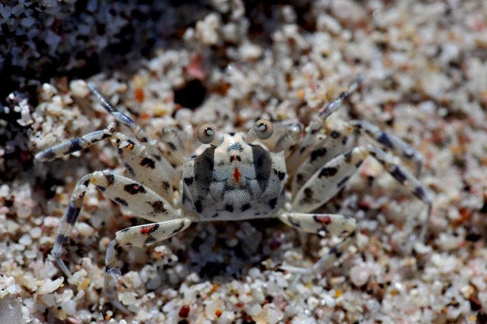 Animal Close-Up Crab