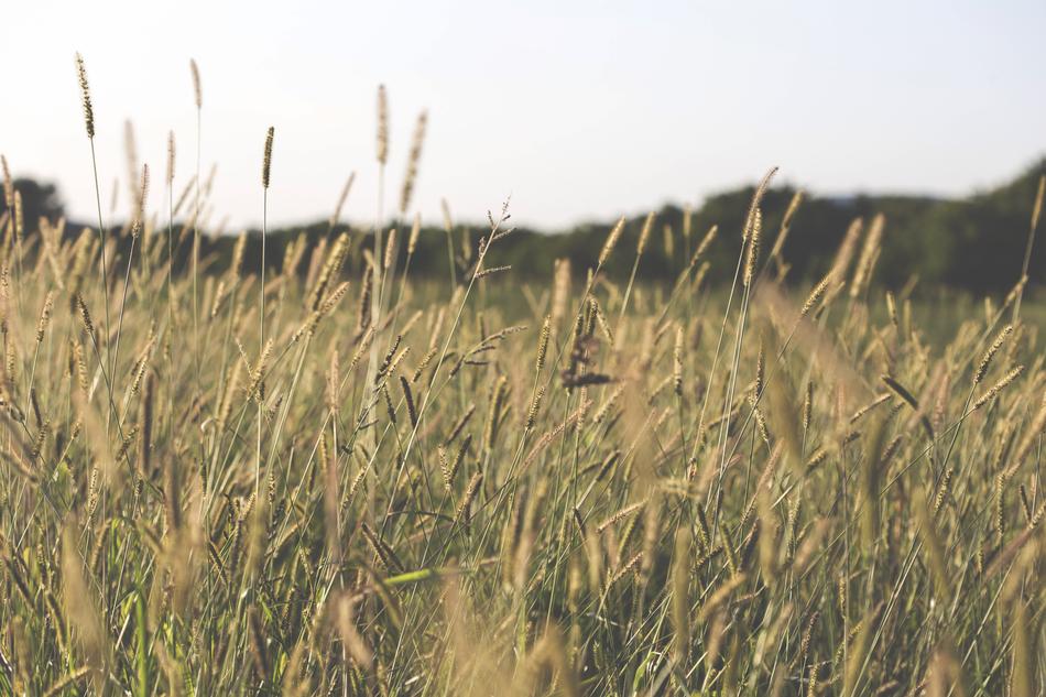 Agriculture Blur Close-Up