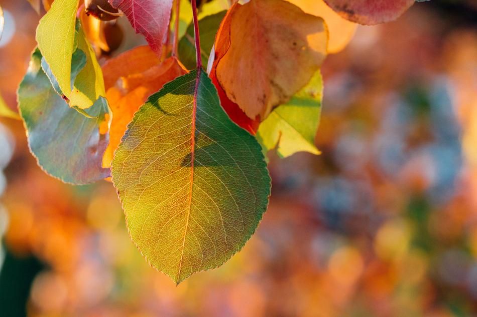 beautiful fall leaves on a branch