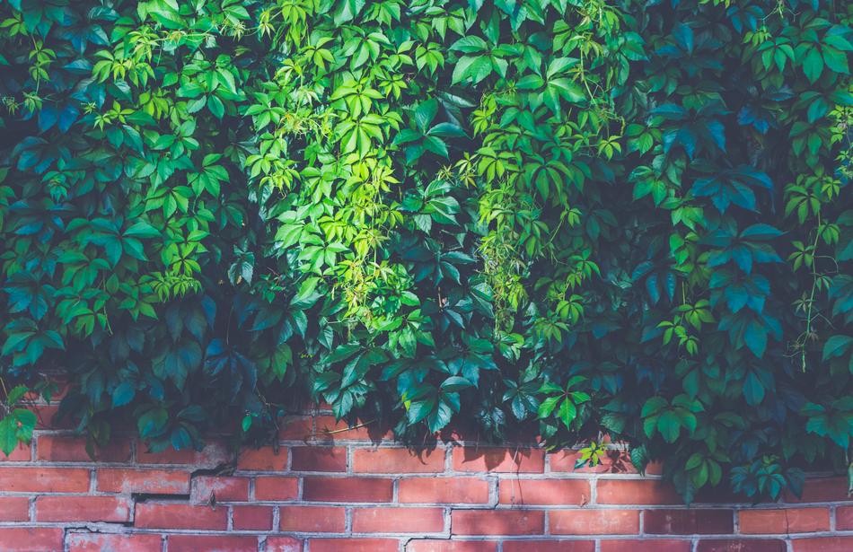 Brick Wall Bricks Bright