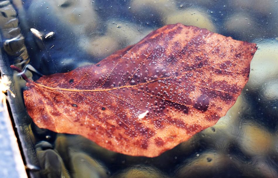 Ice Pond Frozen