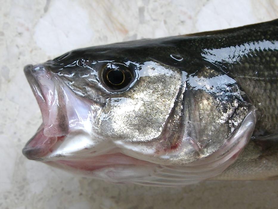 close-up of fresh raw fish