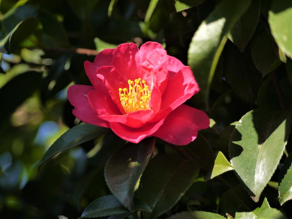 a magnificent beautiful flower in a bush