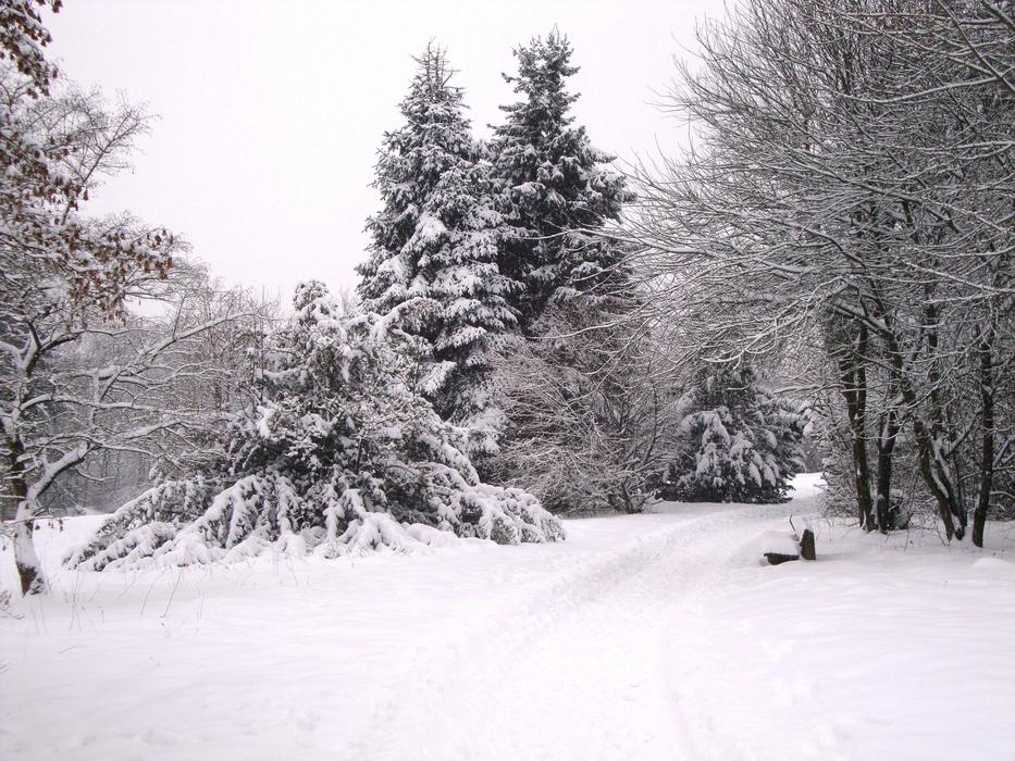 Winter Snow Wintry