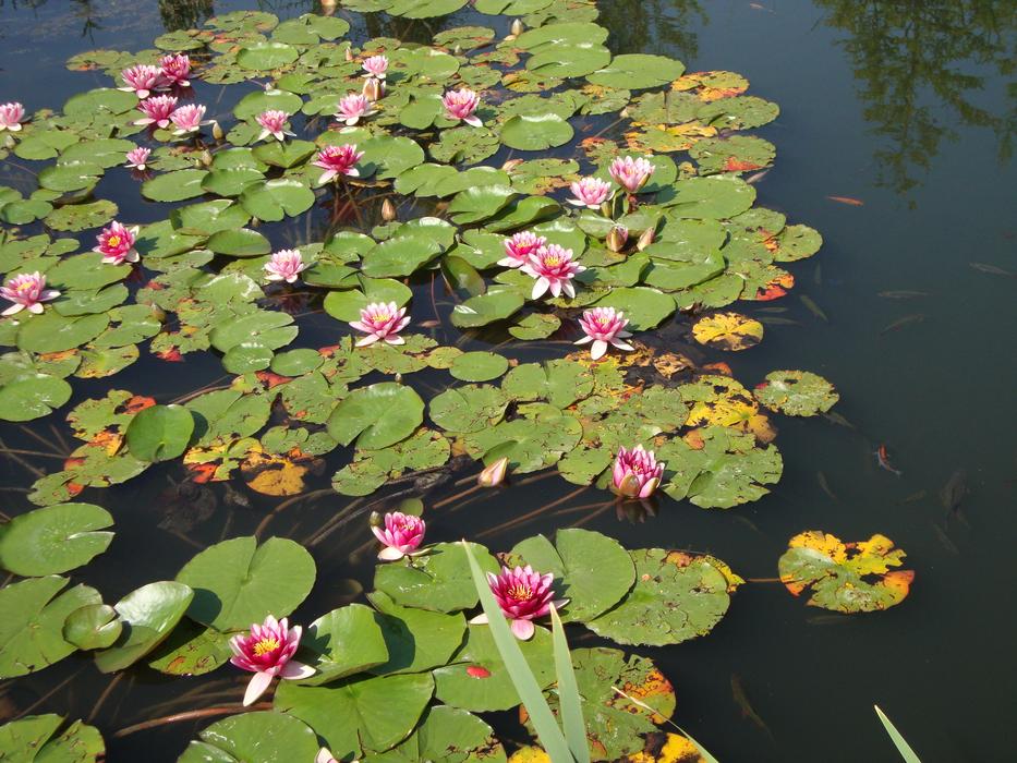 Water Lilies Pond Aquatic Plant