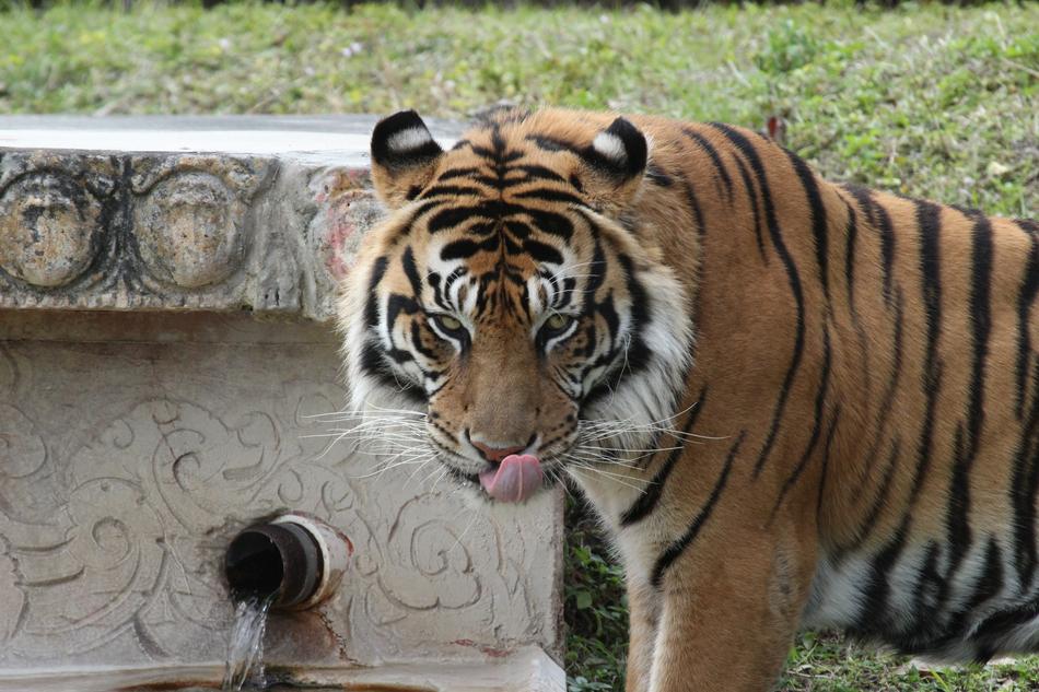 Berani Tiger Sumatran