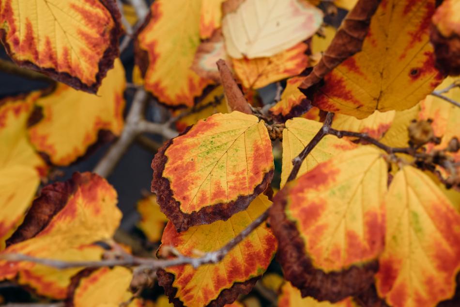 Leaves Autumn
