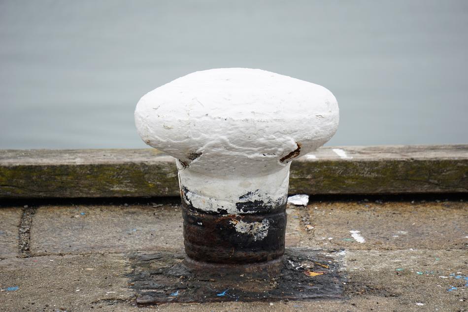 iron cone porcini