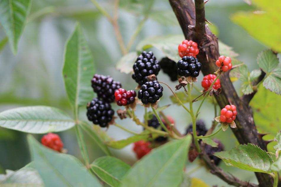 wild delicious berries