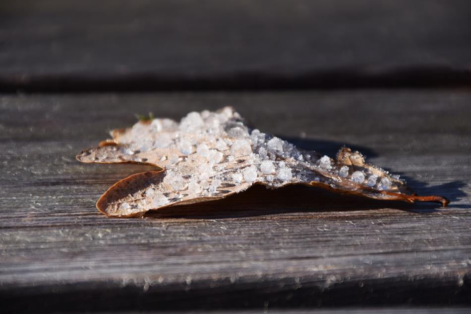 ice on the leaves on the table
