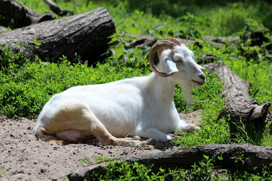 White Go at resting on grass on a sunny day