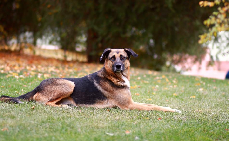 Dog Shepherd