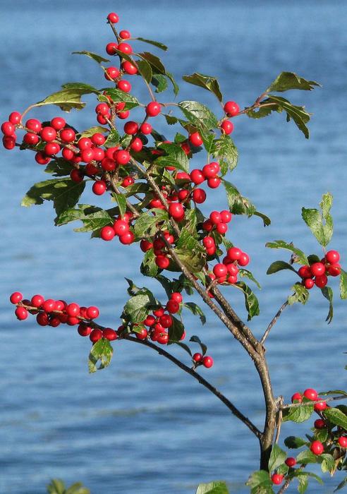 Winterberry Ilex Verticillata