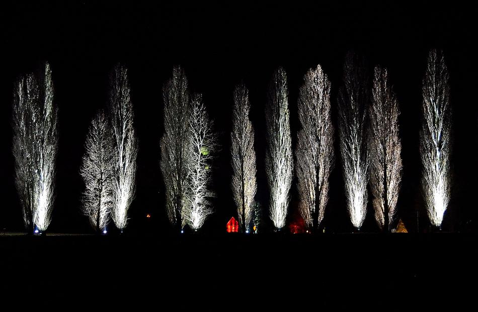 bright lights in the trees