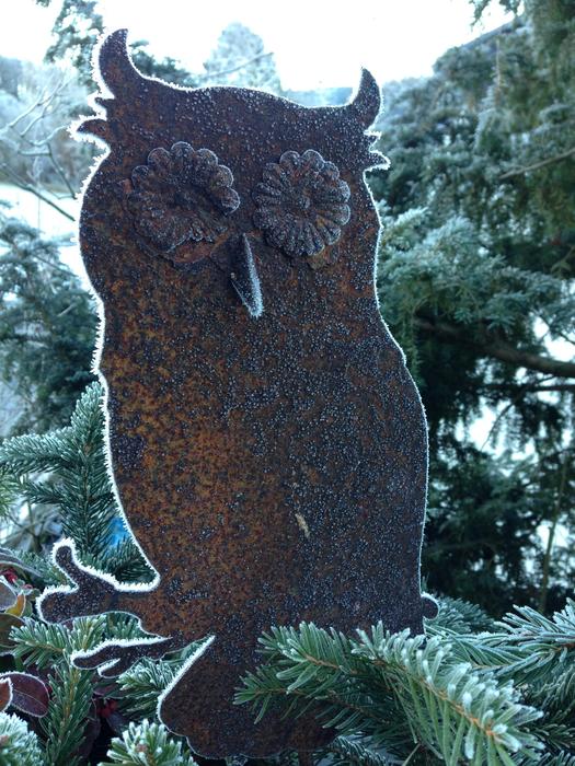 a lone owl is a beautiful owl