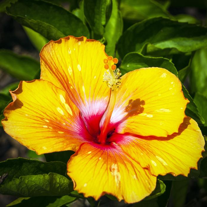 Hibiscus Yellow Floral