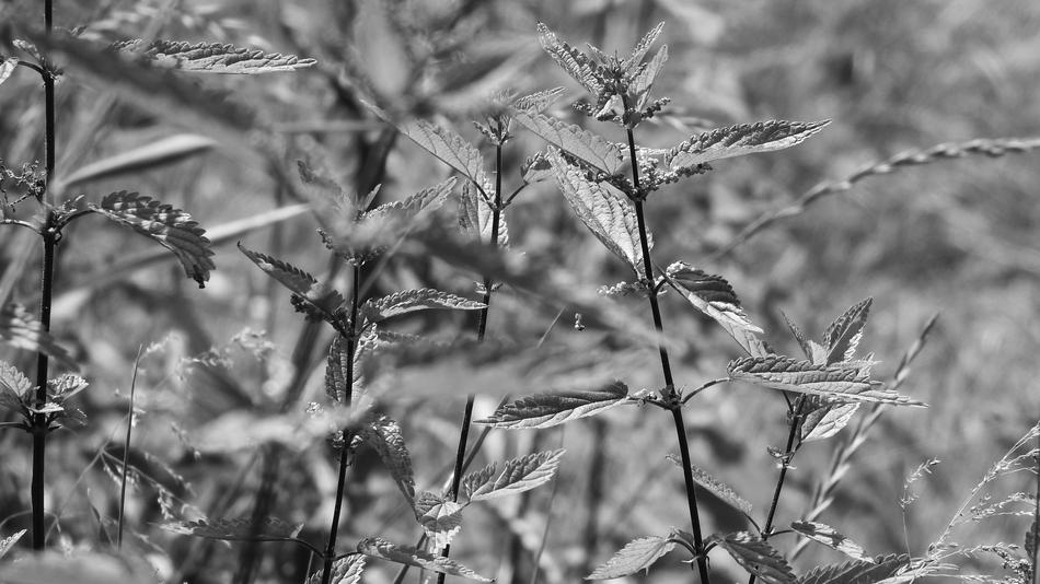 dewdrop trees