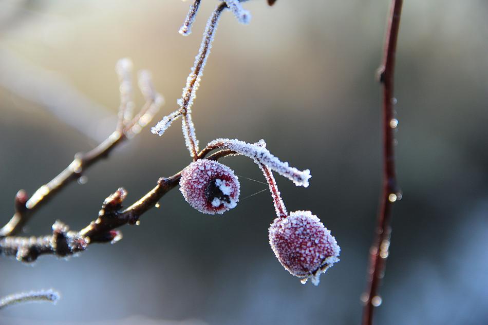 Winter Macro Fruit