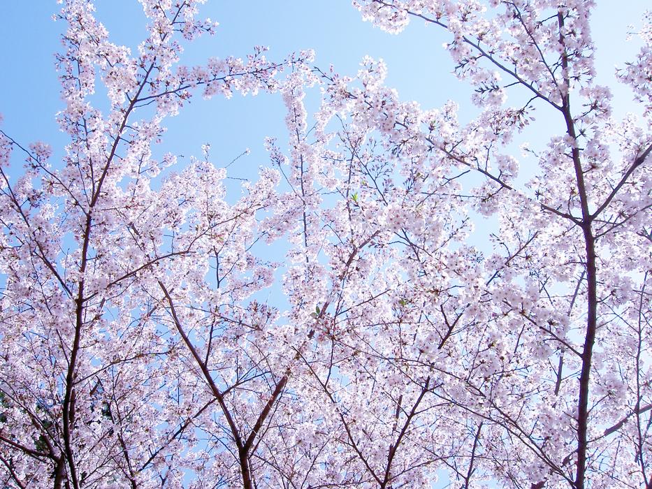 Flowers Cherry Blossoms Spring