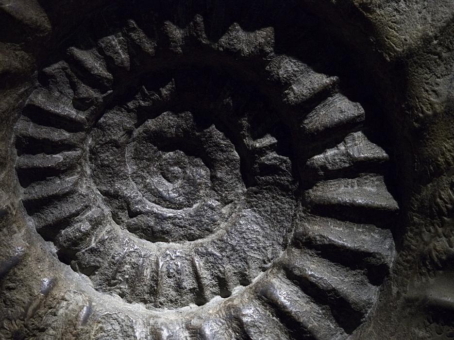 Ammonite Fossil Shell