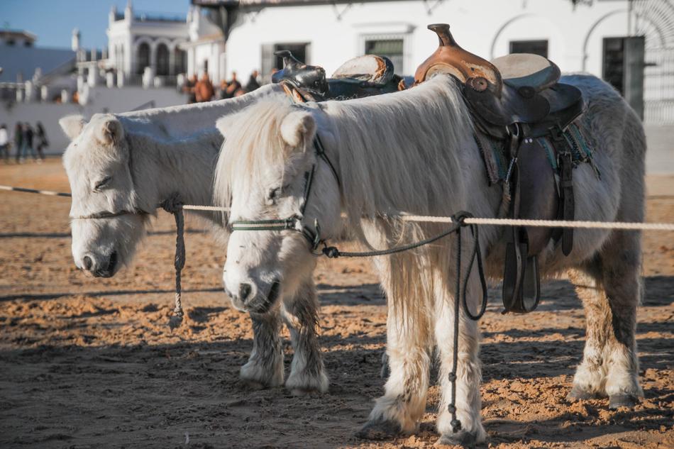 Pony Animals Hairy Horse