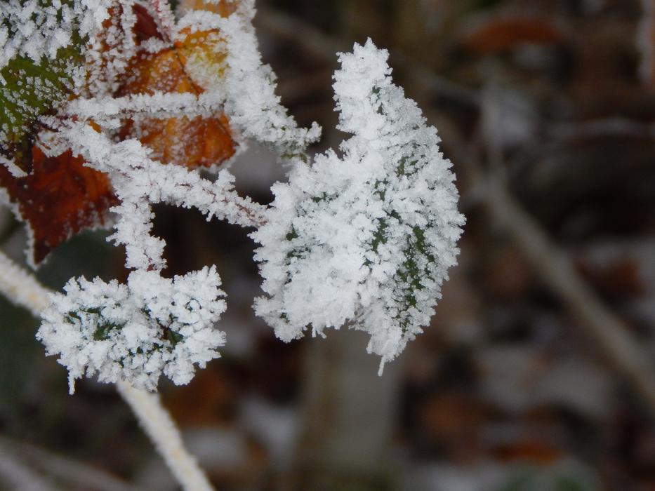 snowy leaves in the forest
