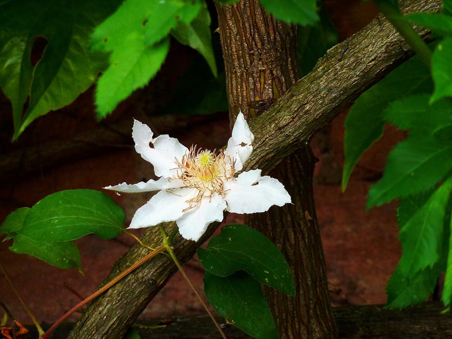 Clematis Hahnenfußgewächs
