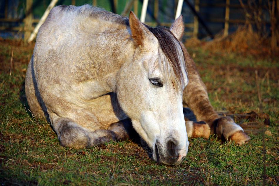 reclining white horse