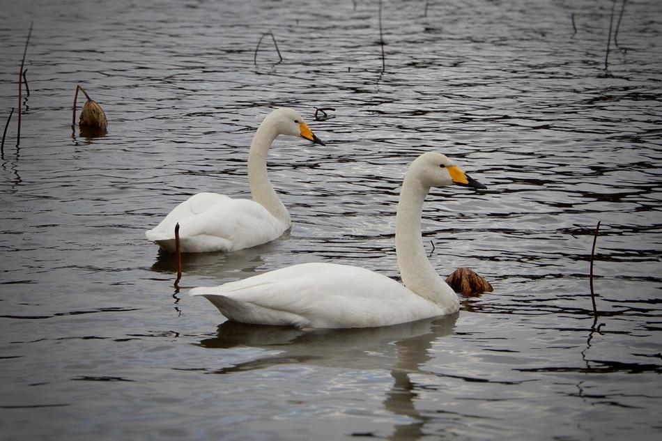 a beautiful swan sits