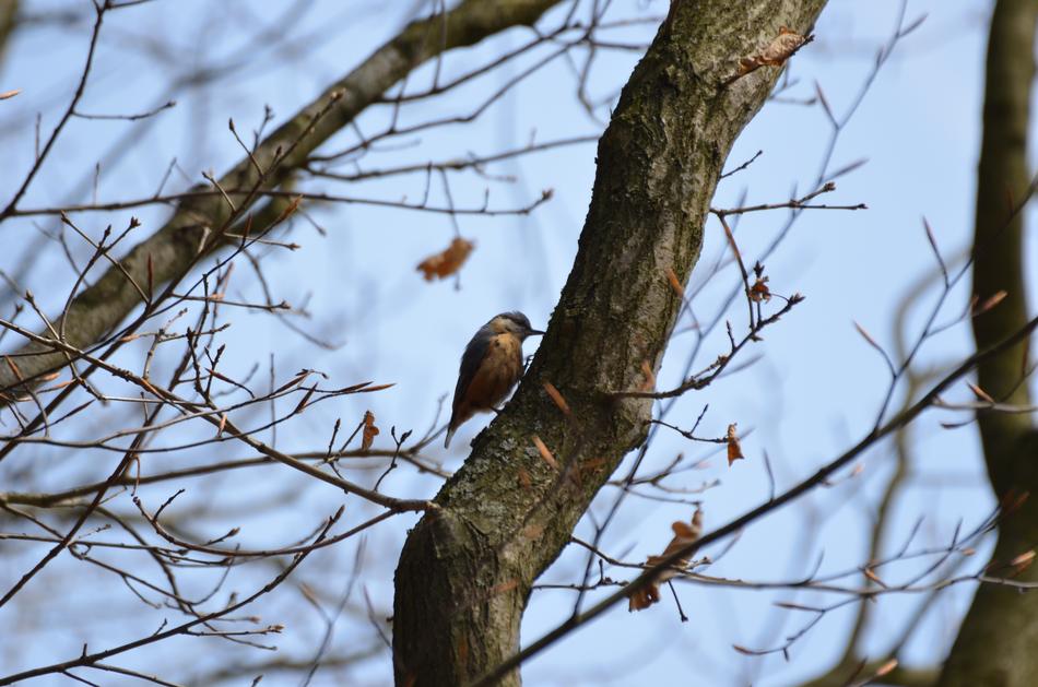 birds in the trees